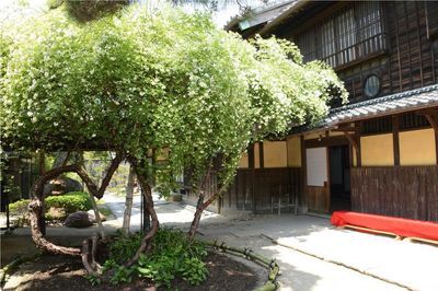 半田市指定天然記念物「萬三の白モッコウバラ」