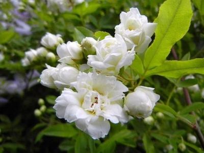 モッコウバラ(木香茨:Rosa banksiae)