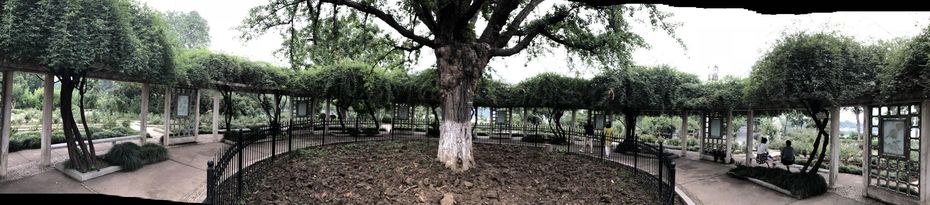 ②中国最大級のモッコウバラ(南京市玄武湖畔)
